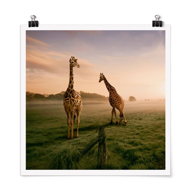 Billeder træer Surreal Giraffes