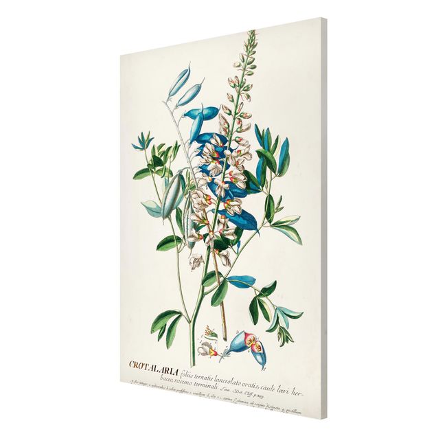Billeder blomster Vintage Botanical Illustration Legumes