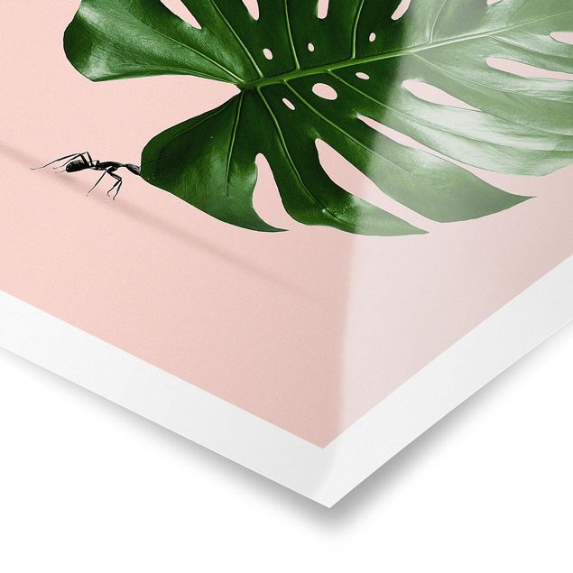Billeder Jonas Loose Ant With Monstera Leaf