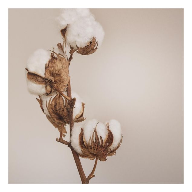 Billeder blomster Fragile Cotton Twig