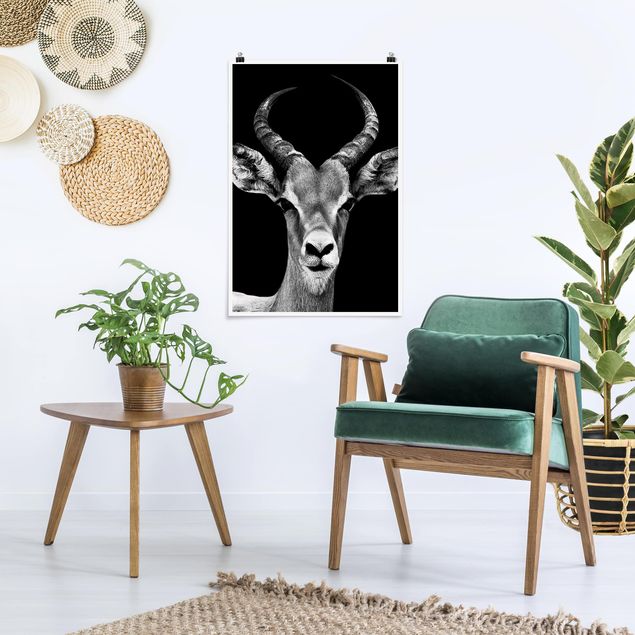 Plakater sort og hvid Impala antelope black and white