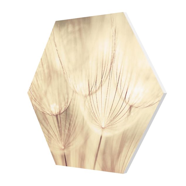 Billeder gul Dandelions Close-Up In Cozy Sepia Tones
