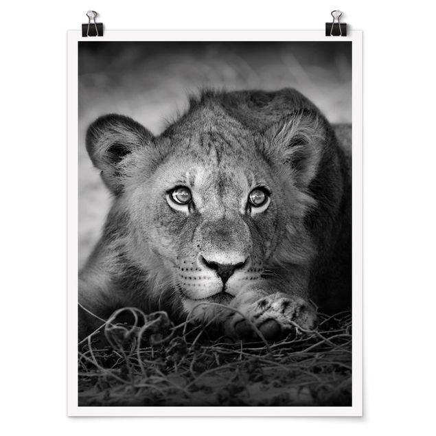 Plakater dyr Lurking Lionbaby