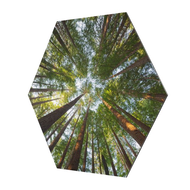 Billeder moderne Sequoia Tree Tops
