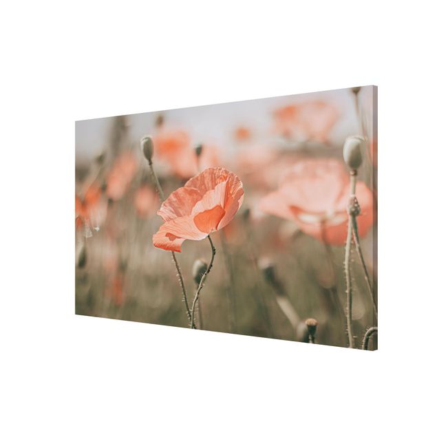 Magnettavler blomster Sun-Kissed Poppy Fields