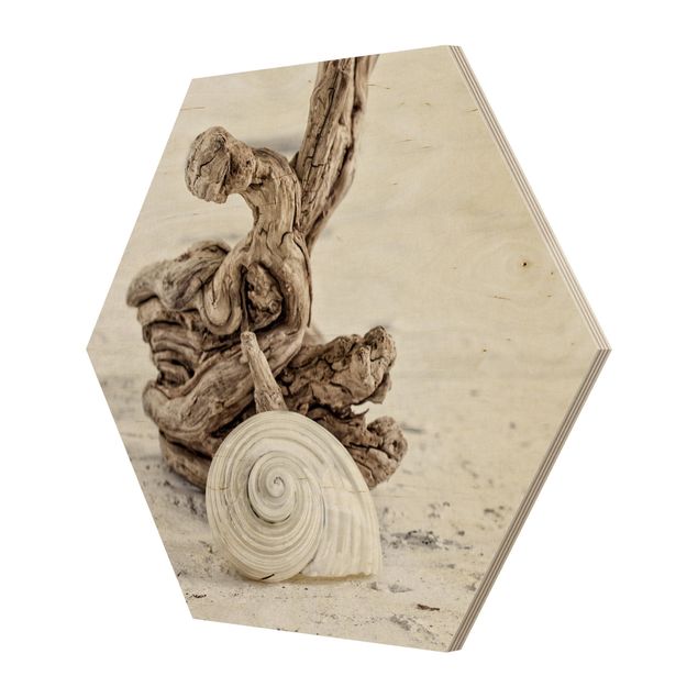 Prints på træ strande White Snail Shell And Burl