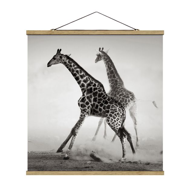 Billeder natur Giraffe Hunt