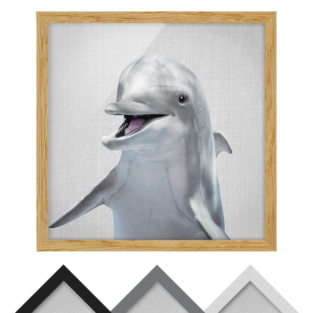 Billeder sort og hvid Dolphin Diddi