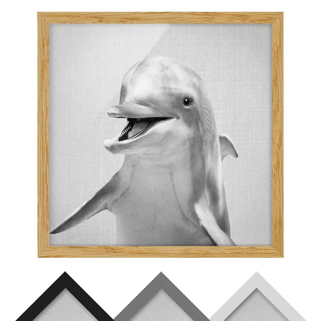 Billeder sort og hvid Dolphin Diddi Black And White