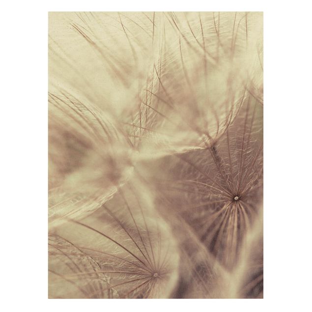 Billeder blomster Detailed Dandelion Macro Shot With Vintage Blur Effect