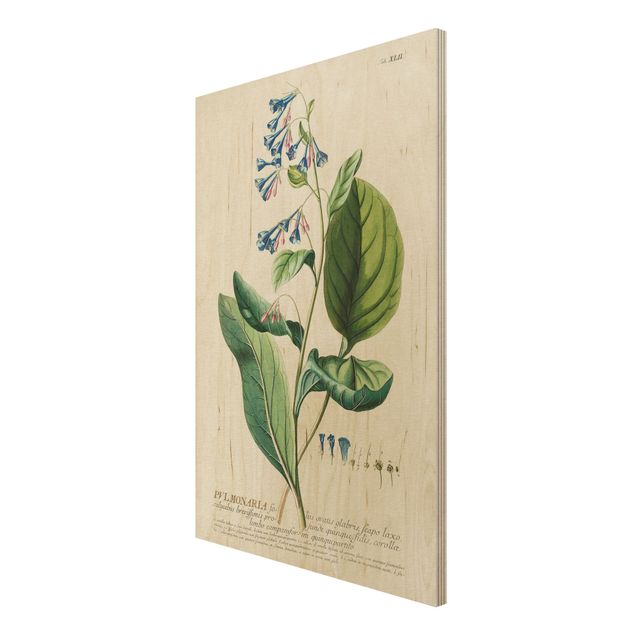 Prints på træ vintage Vintage Botanical Illustration Lungwort