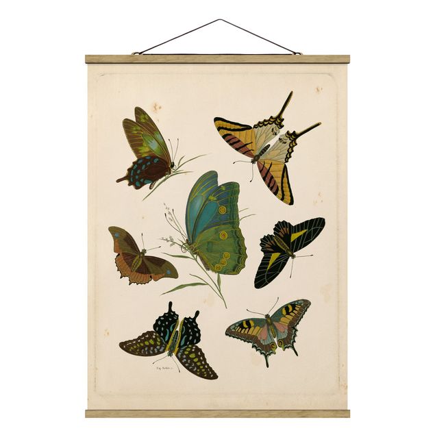 Billeder vintage Vintage Illustration Exotic Butterflies