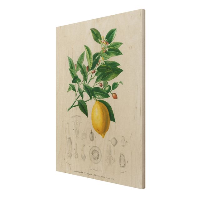 Prints på træ vintage Botany Vintage Illustration Of Lemon