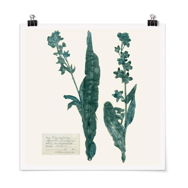 Plakater blomster Pressed Flowers - Hound's Tongue