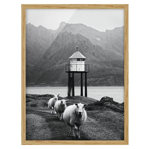 Billeder moderne Three Sheep On the Lofoten