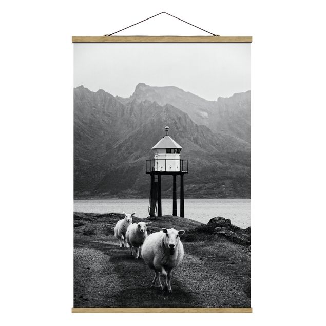 Billeder sort og hvid Three Sheep On the Lofoten