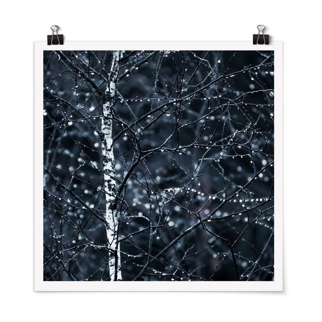 Plakater landskaber Dark Birch Tree In Cold Rain
