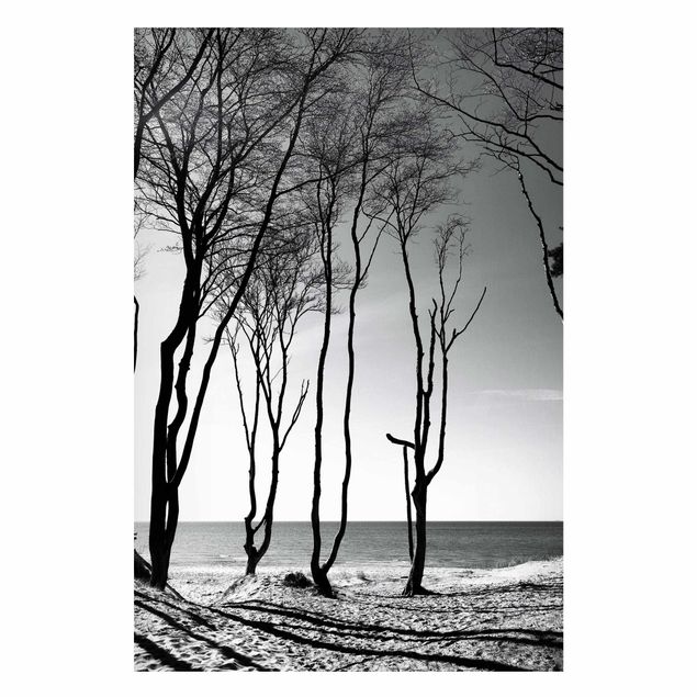 Billeder træer Trees At the Baltic Sea
