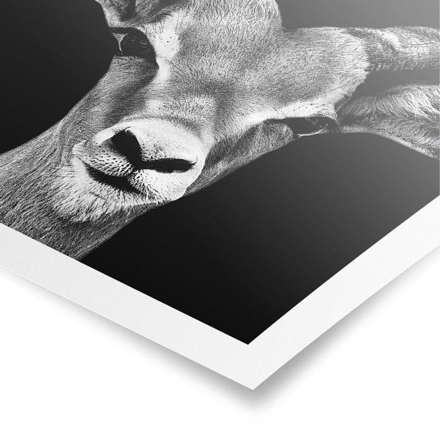 Billeder sort og hvid Impala antelope black and white
