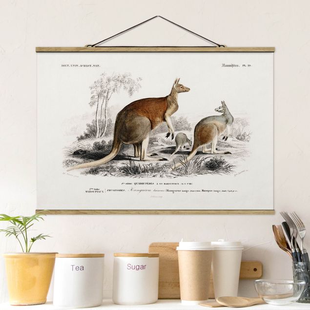 Billeder Australien Vintage Board Kangaroo