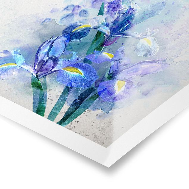 Billeder blå Watercolour Flowers Iris