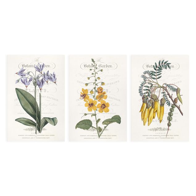 Billeder Botanical Tableau Set I