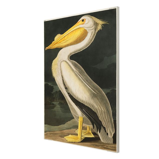 Billeder retro Vintage Board White Pelican