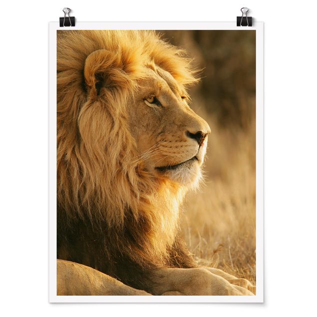 Billeder Afrika King Lion