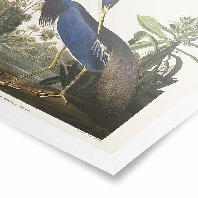 Billeder blå Vintage Board Louisiana Heron