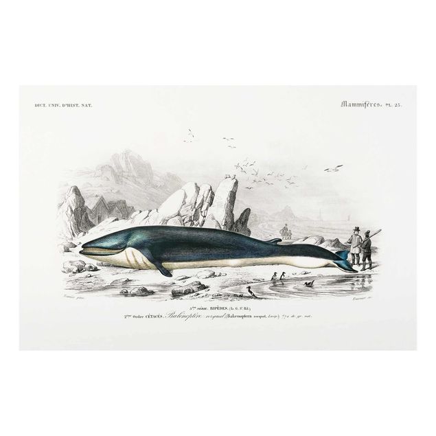 Billeder blå Vintage Board Blue Whale
