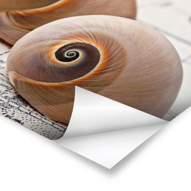 Plakater Shell Duo