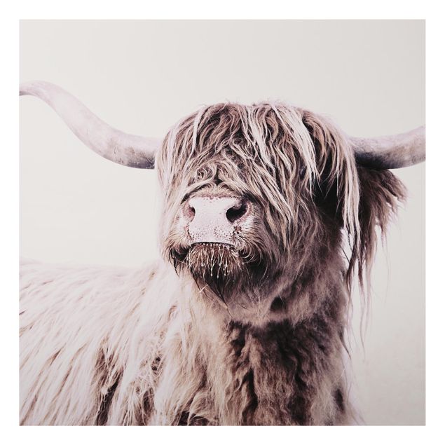 Billeder moderne Highland Cattle Frida In Beige