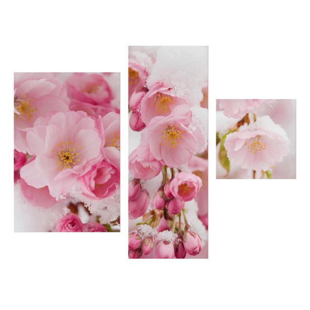 Billeder blomster Snow-Covered Cherry Blossoms