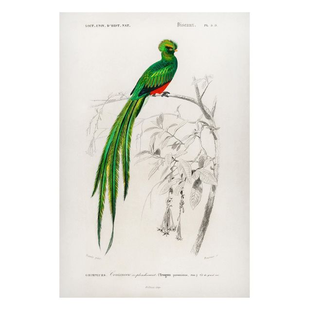 Magnettavler blomster Vintage Board Tropical Bird I