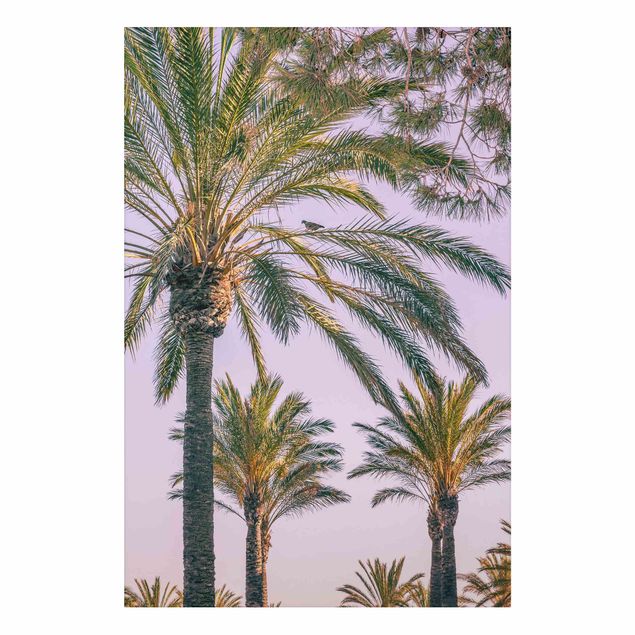 Billeder landskaber Palm Trees At Sunset