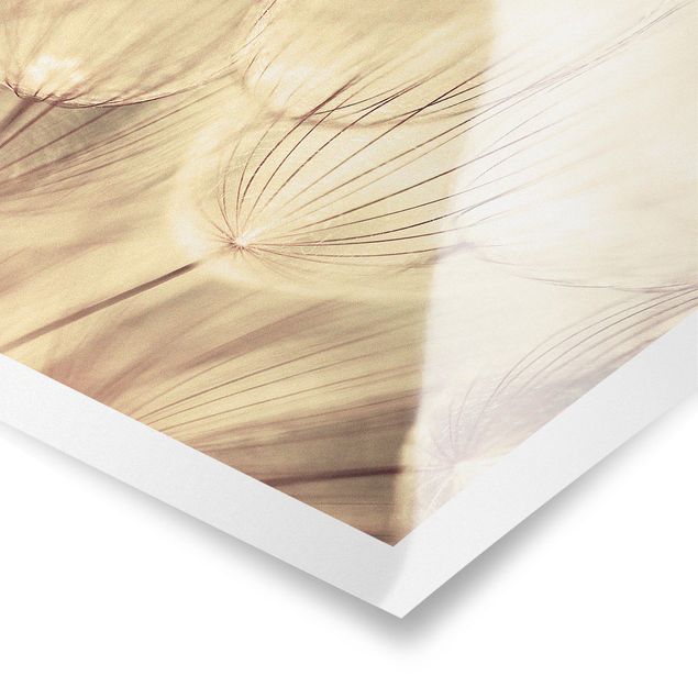 Billeder sort og hvid Dandelions Close-Up In Cozy Sepia Tones