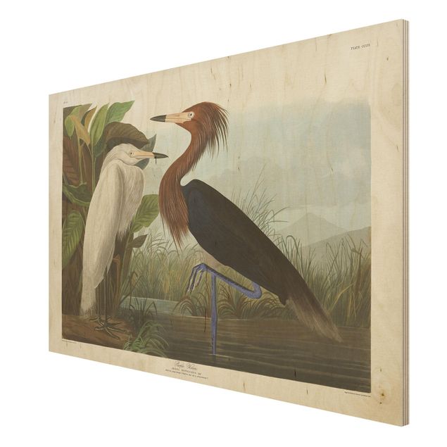Billeder Vintage Board Purple Heron