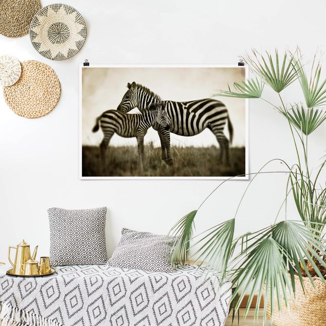 Plakater sort og hvid Zebra Couple