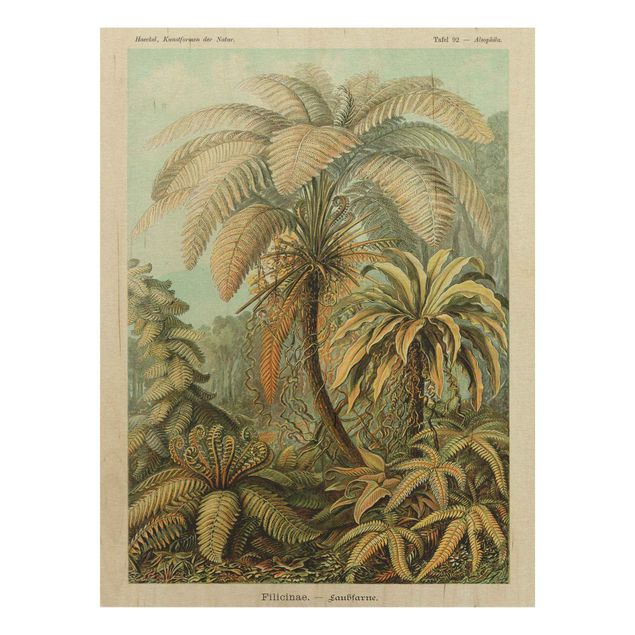 Prints på træ blomster Botany Vintage Illustration Leaves Ferns