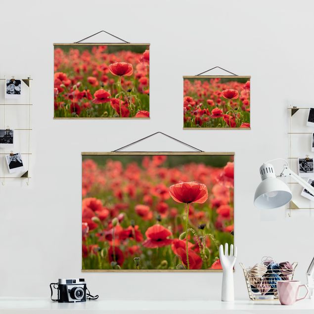 Billeder rød Poppy Field In Sunlight