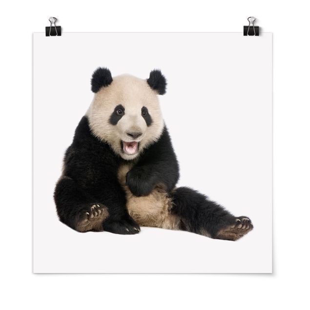 Plakater dyr Laughing Panda