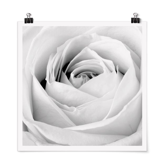 Plakater sort og hvid Close Up Rose