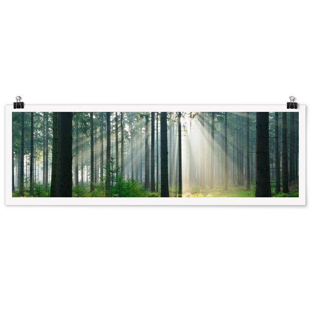 Plakater landskaber Enlightened Forest