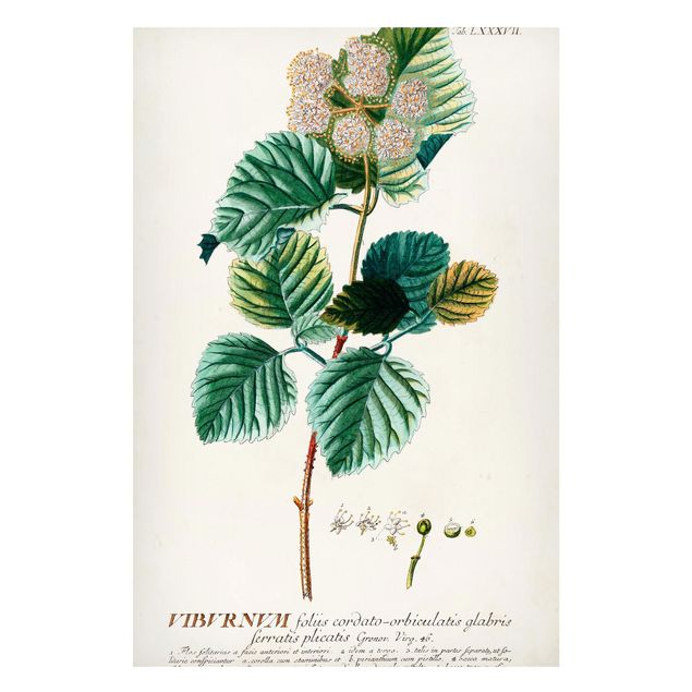 Magnettavler blomster Vintage Botanical Illustration Snowball