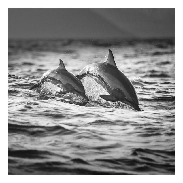 Billeder fisk Two Jumping Dolphins