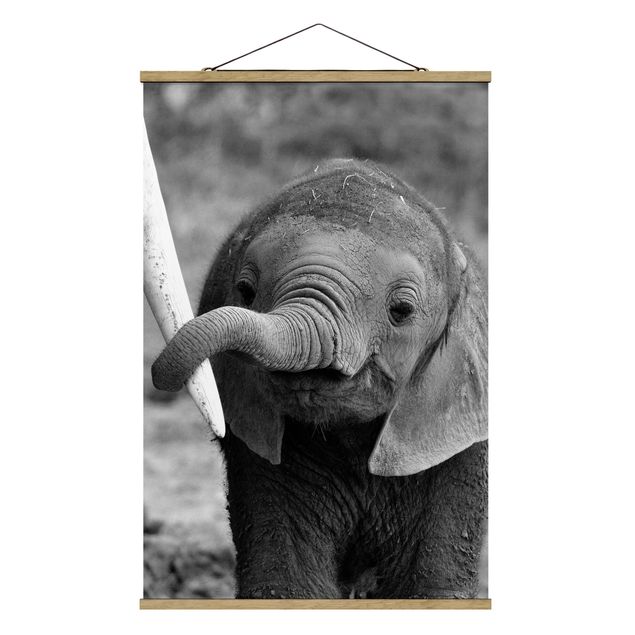 Billeder dyr Baby Elephant