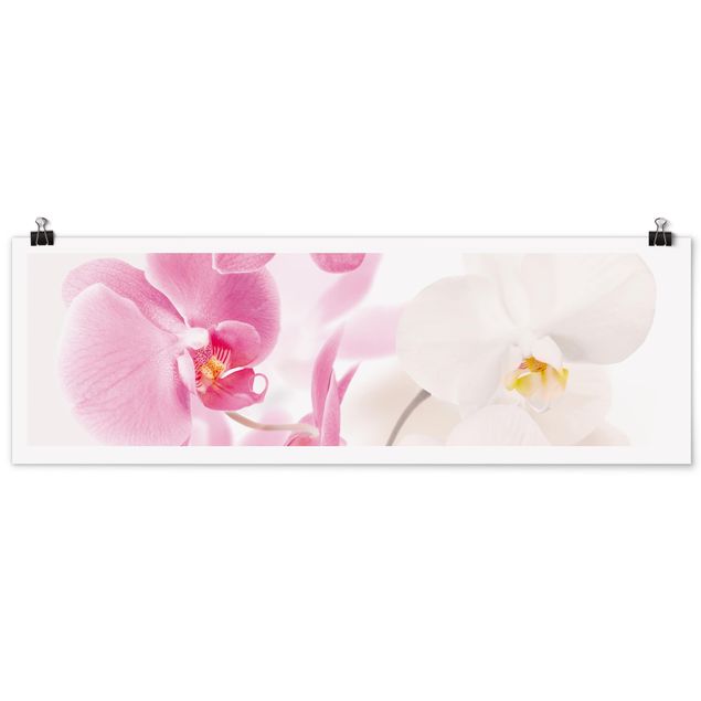 Plakater blomster Delicate Orchids