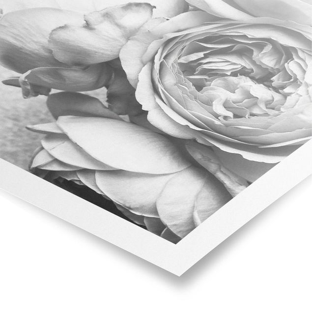 Billeder sort og hvid Peony Flowers Black White