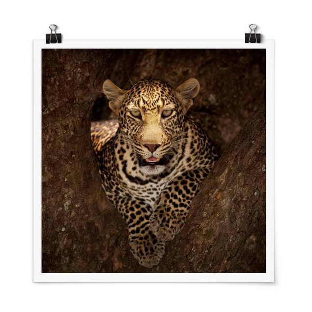 Billeder Afrika Leopard Resting On A Tree