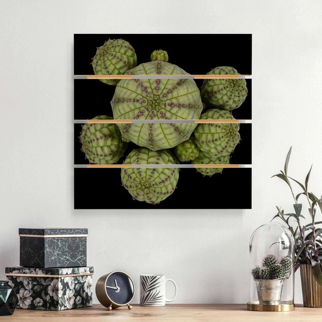 køkken dekorationer Euphorbia - Spurge Urchins